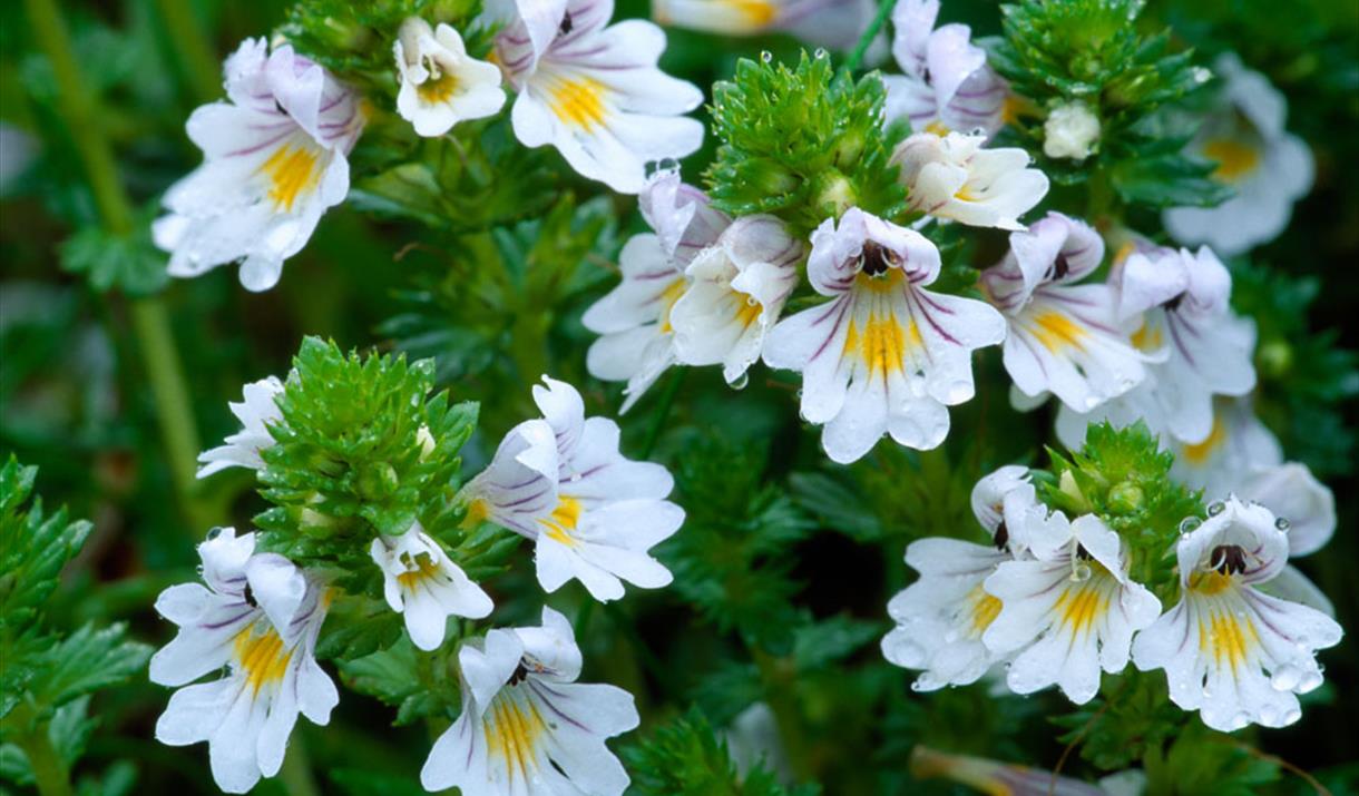 Eyebright