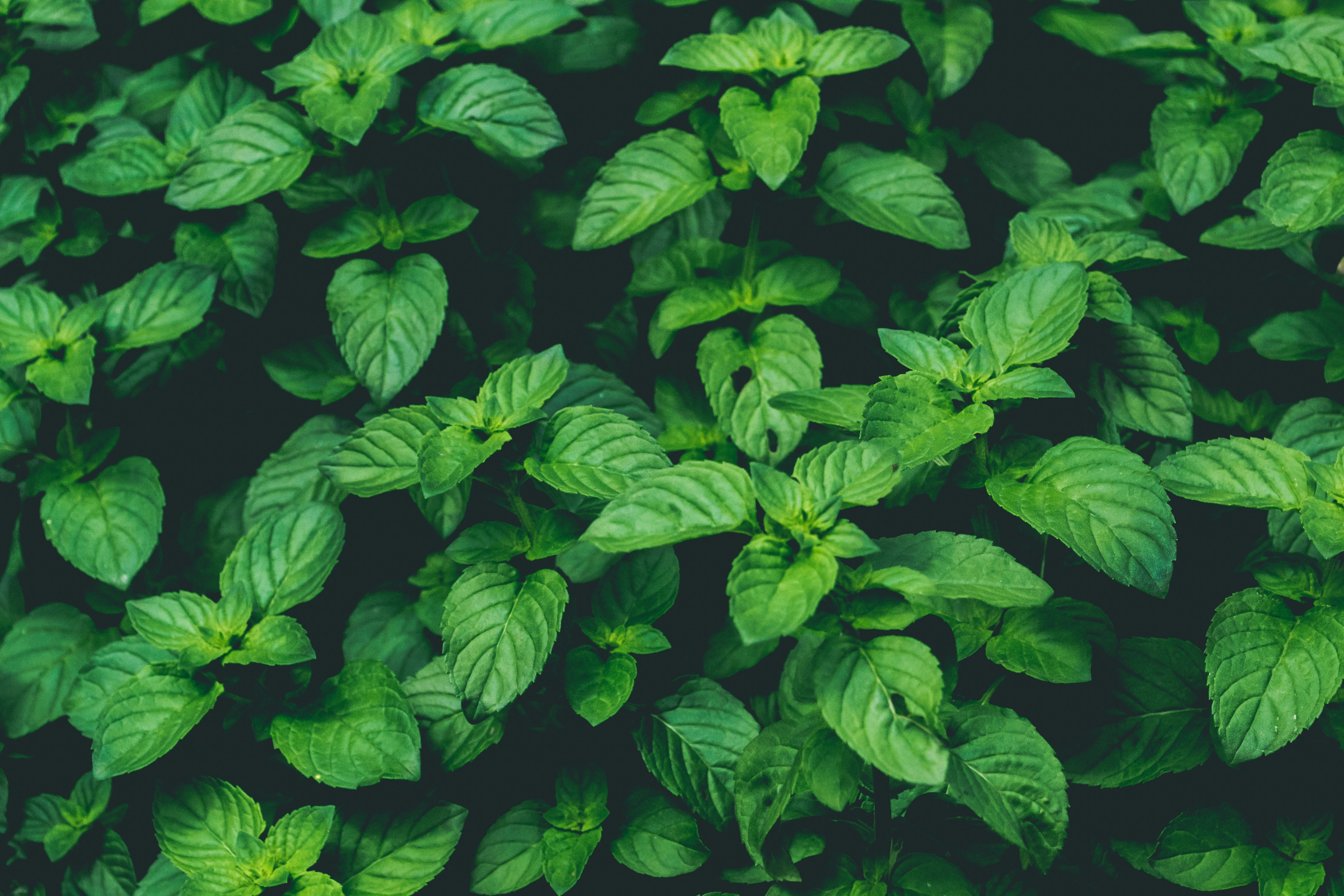 Tulsi