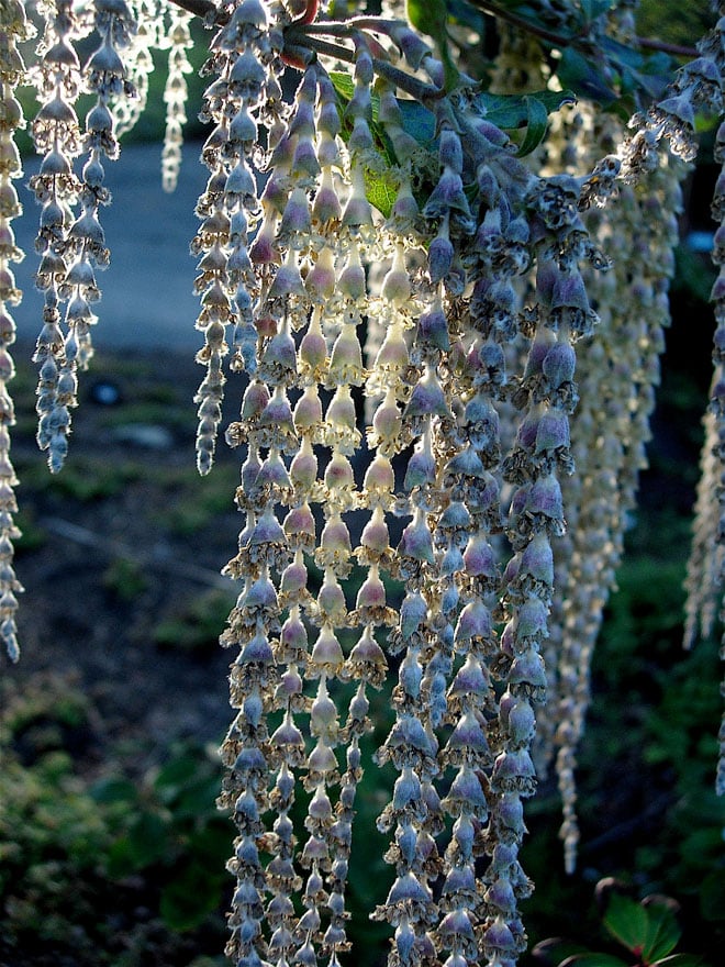 Silk tassel