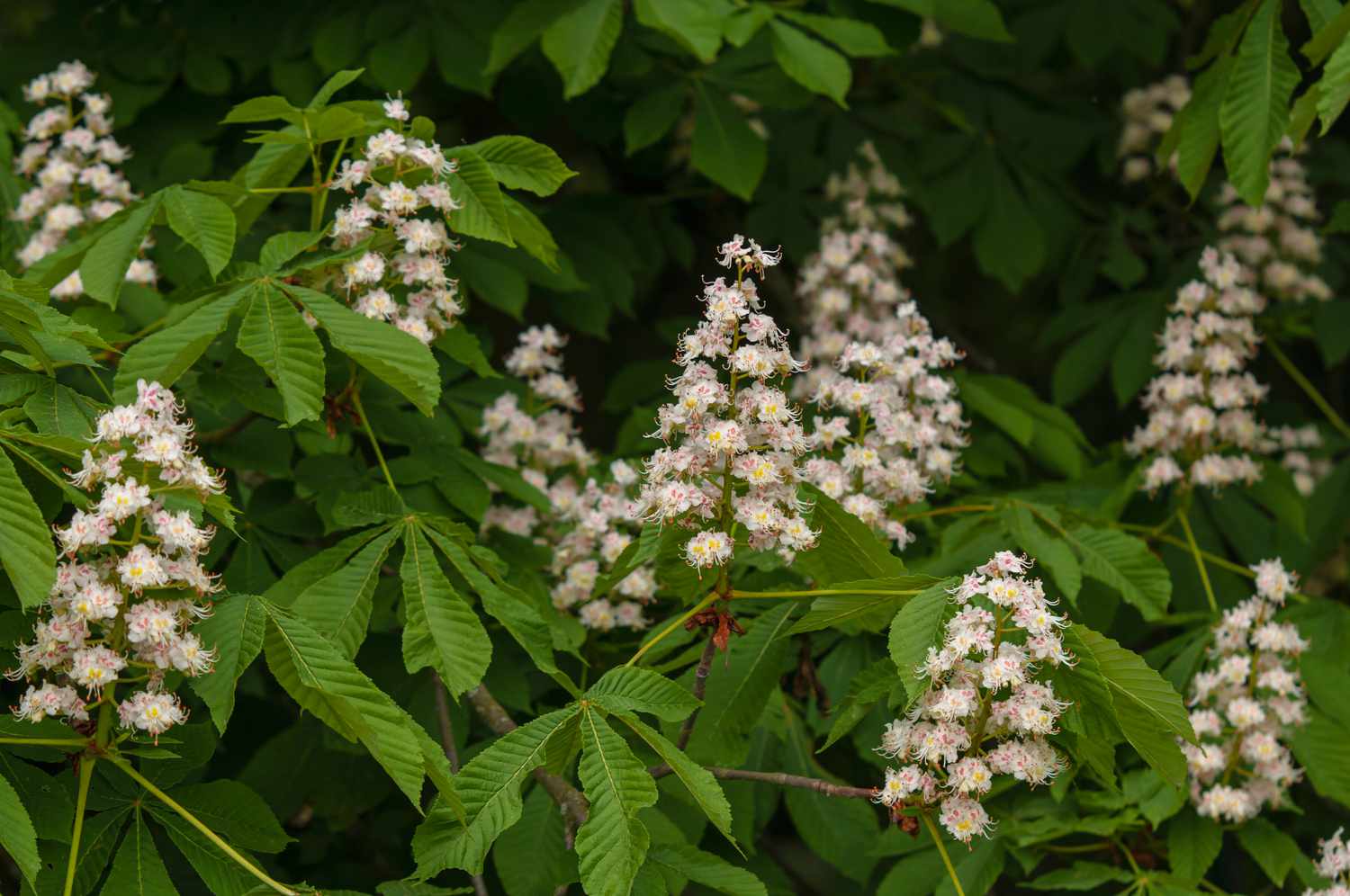 Horse chestnut