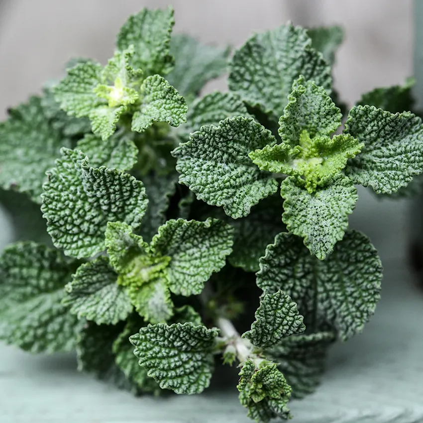 White horehound
