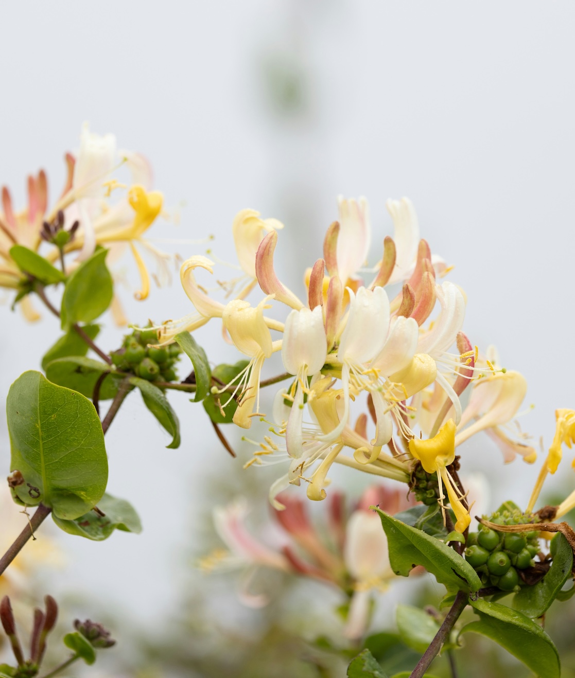 Honeysuckle flower