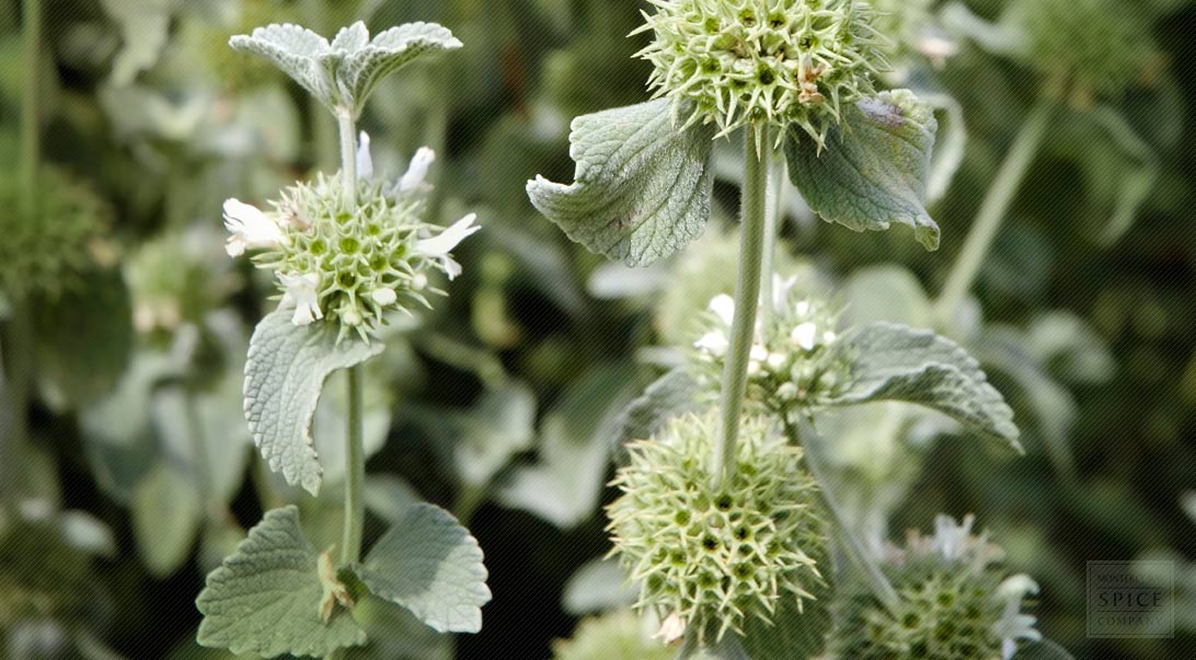 Horehound