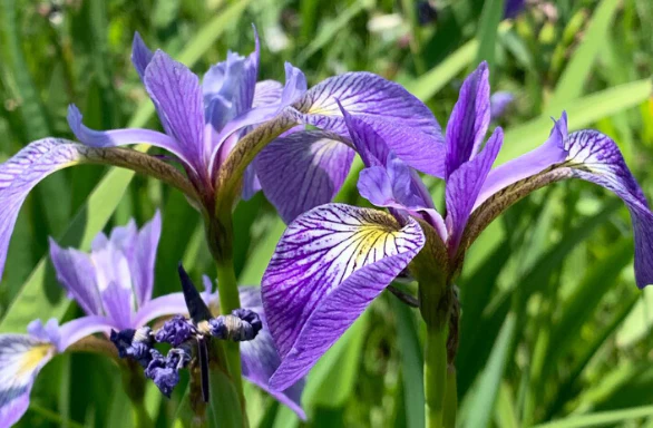 Blue Flag
