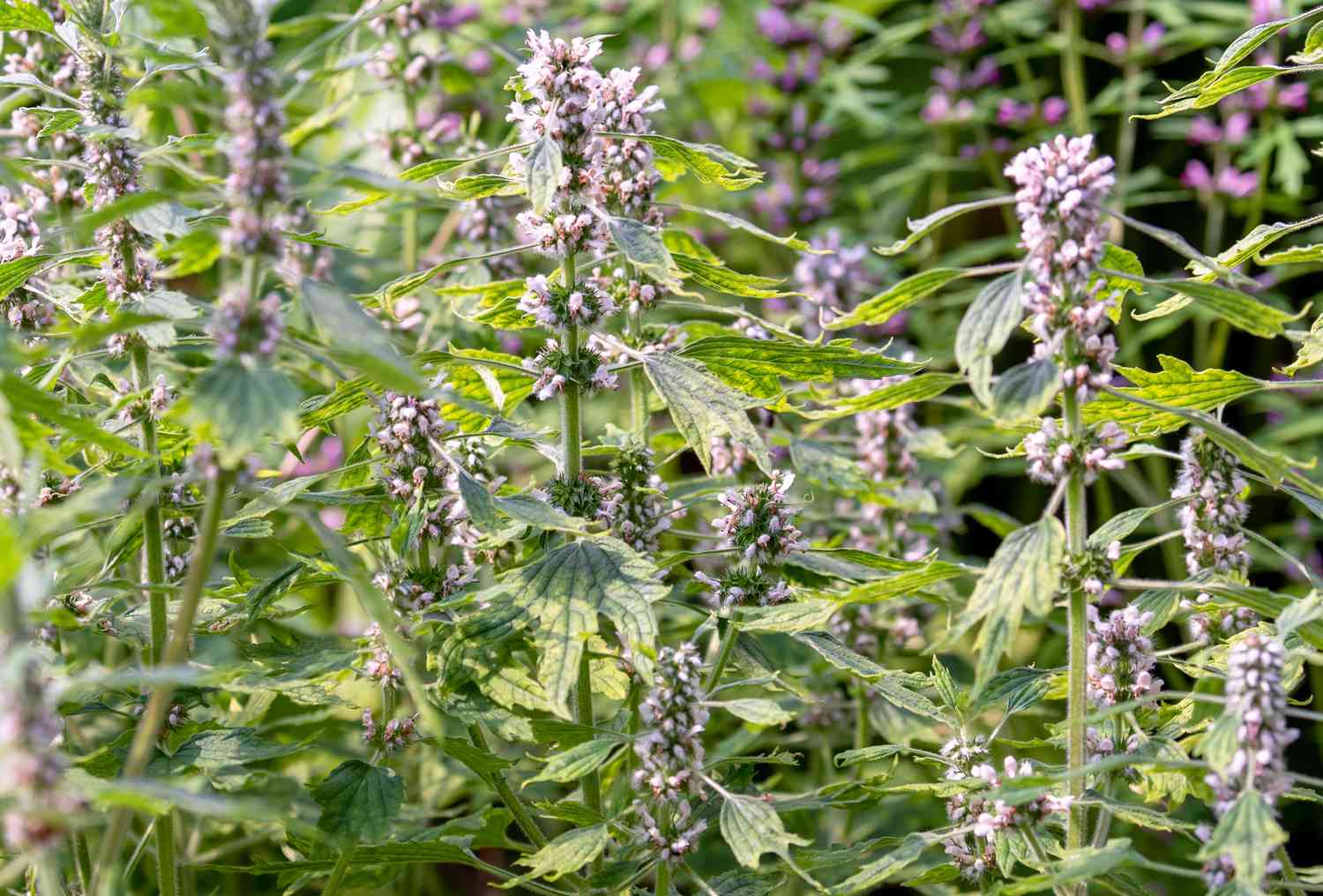 Motherwort