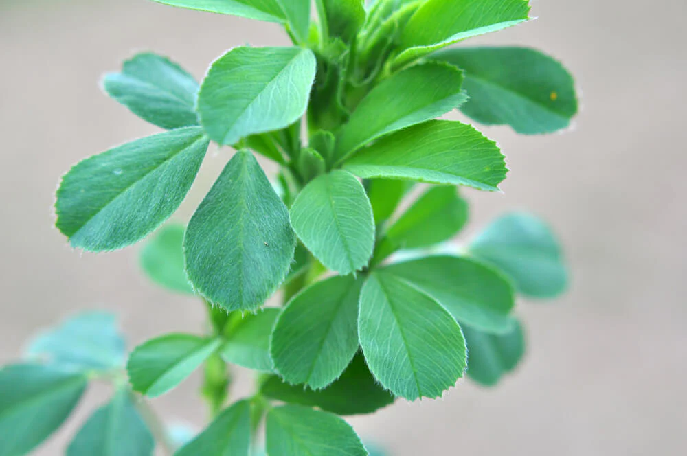 Alfalfa