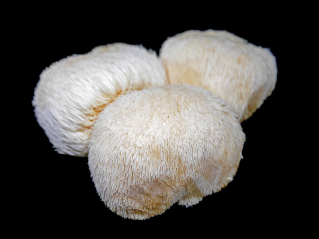 Lion’s mane