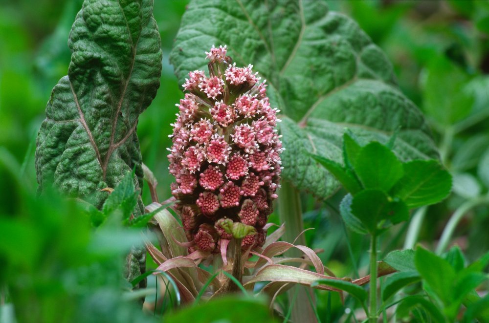 Butterbur