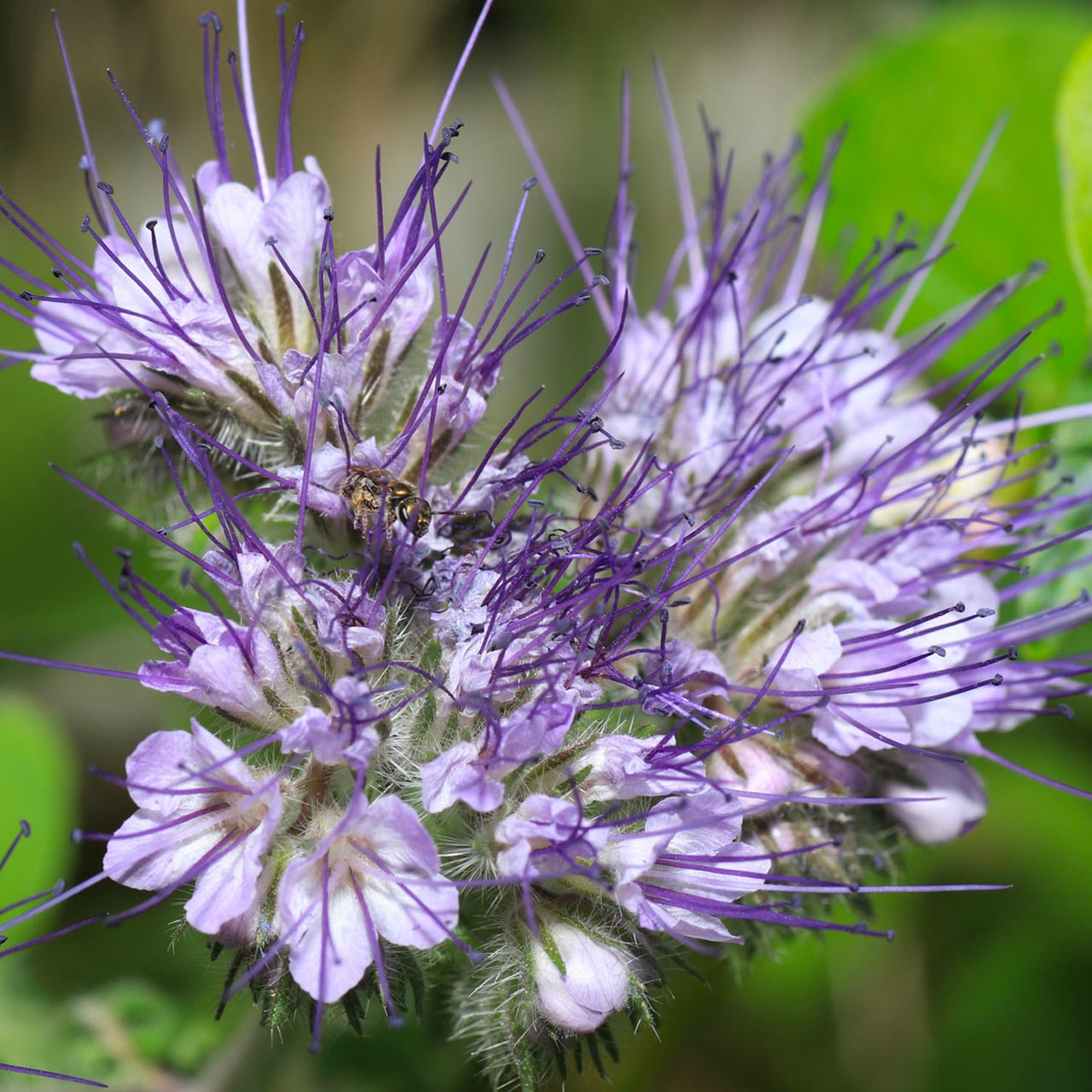 Pennyroyal