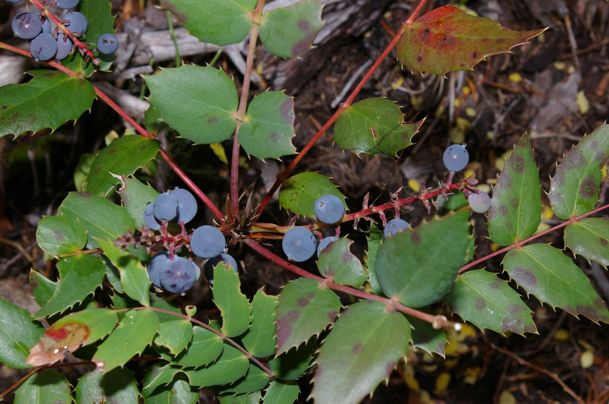 Oregon grape