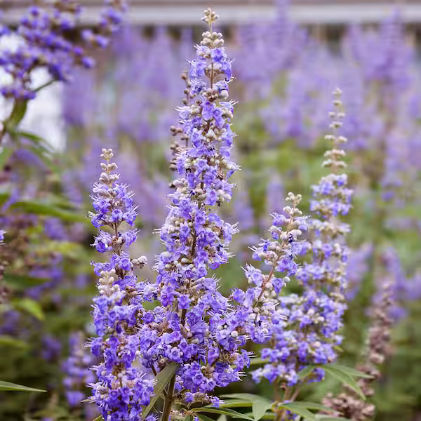 Vitex 
