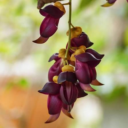 Mucuna pruriens