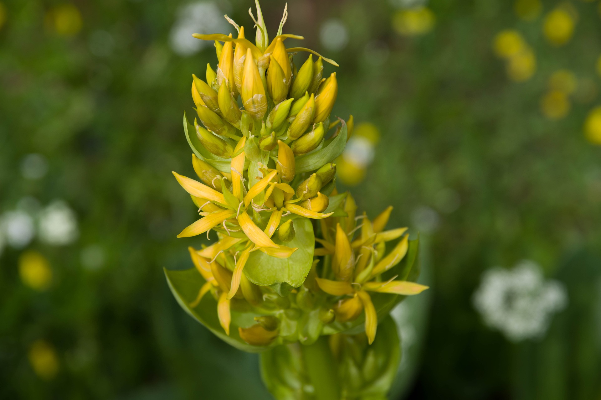Gentian