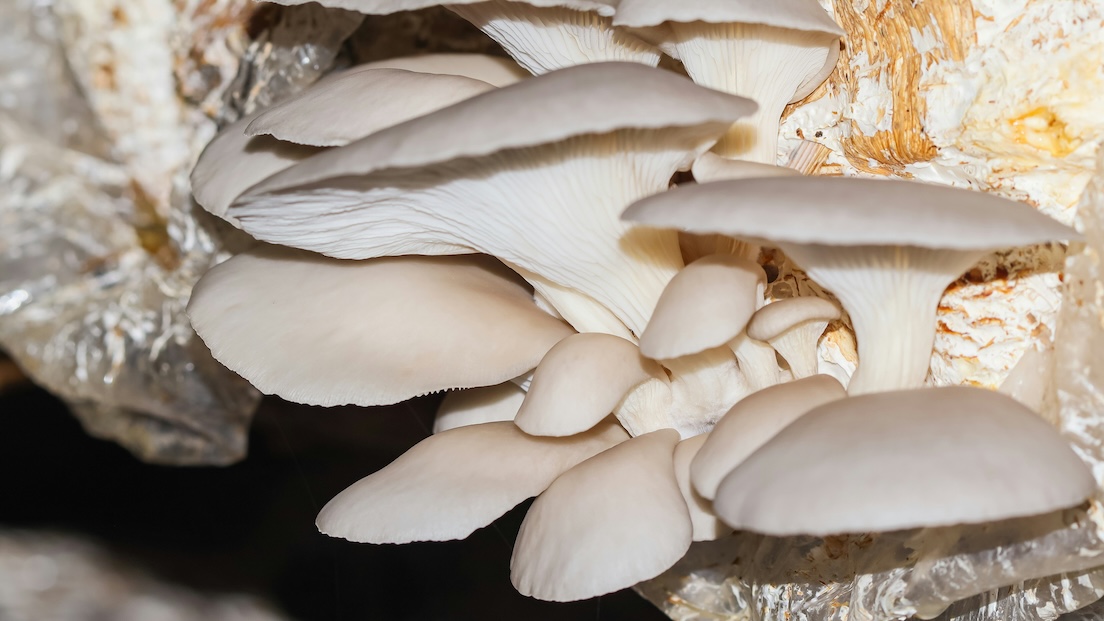 Oyster mushroom