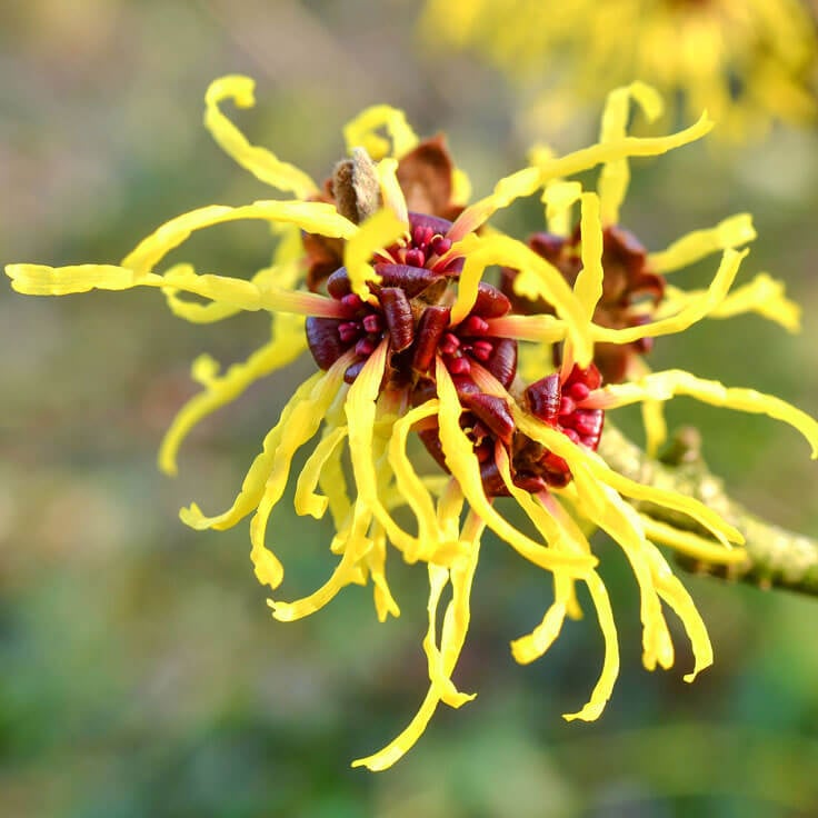 Witch hazel