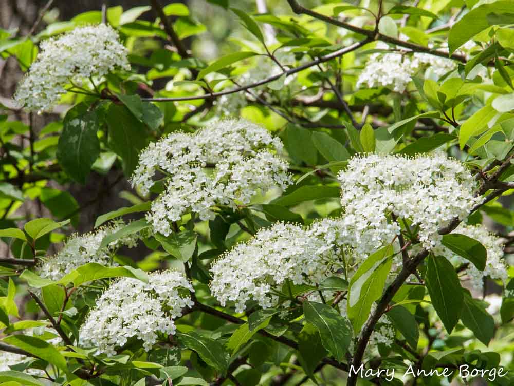 Black Haw