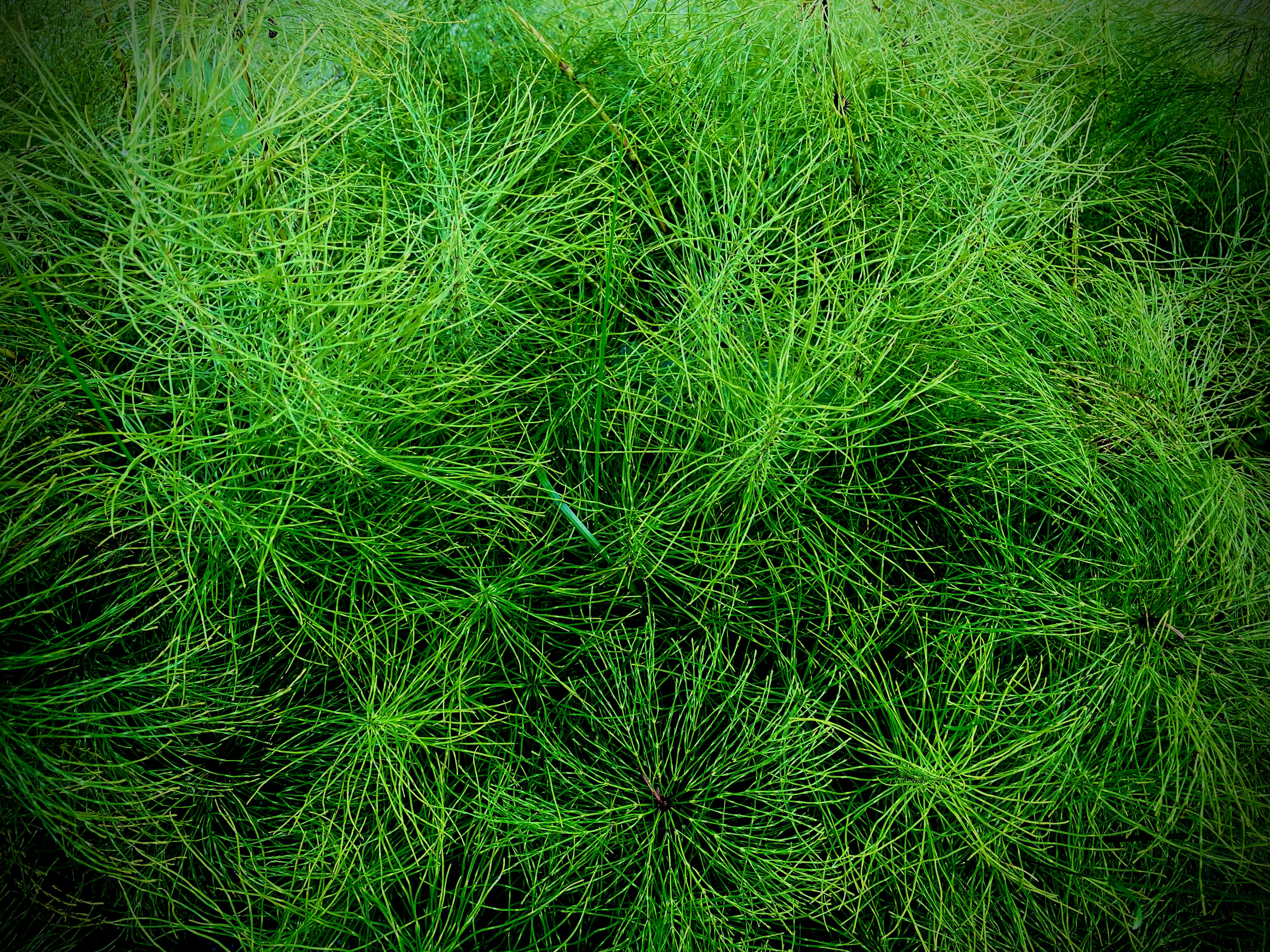 Horsetail
