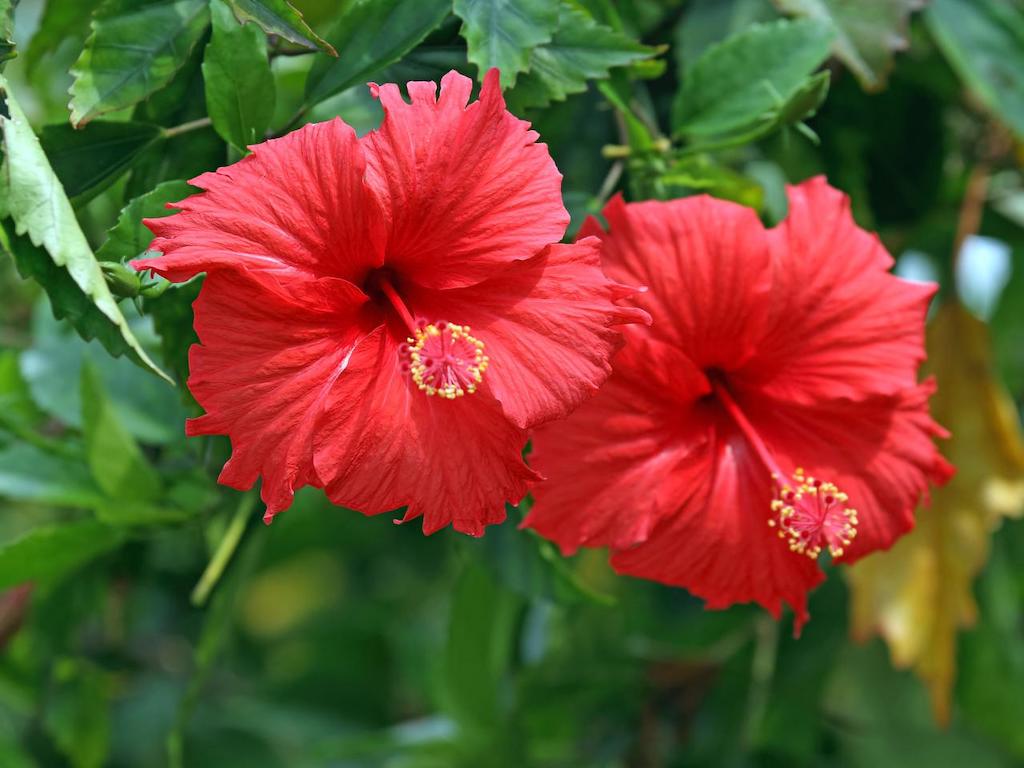 Hibiscus flower