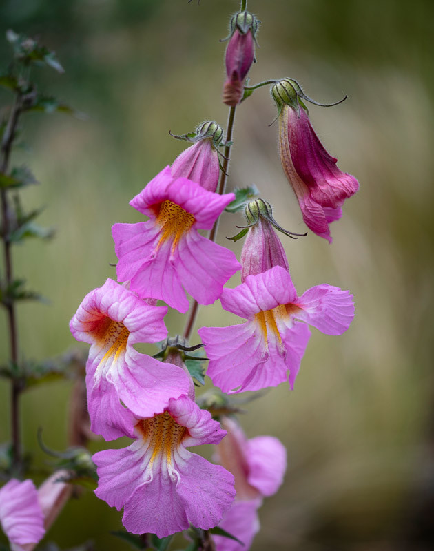 Rehmannia