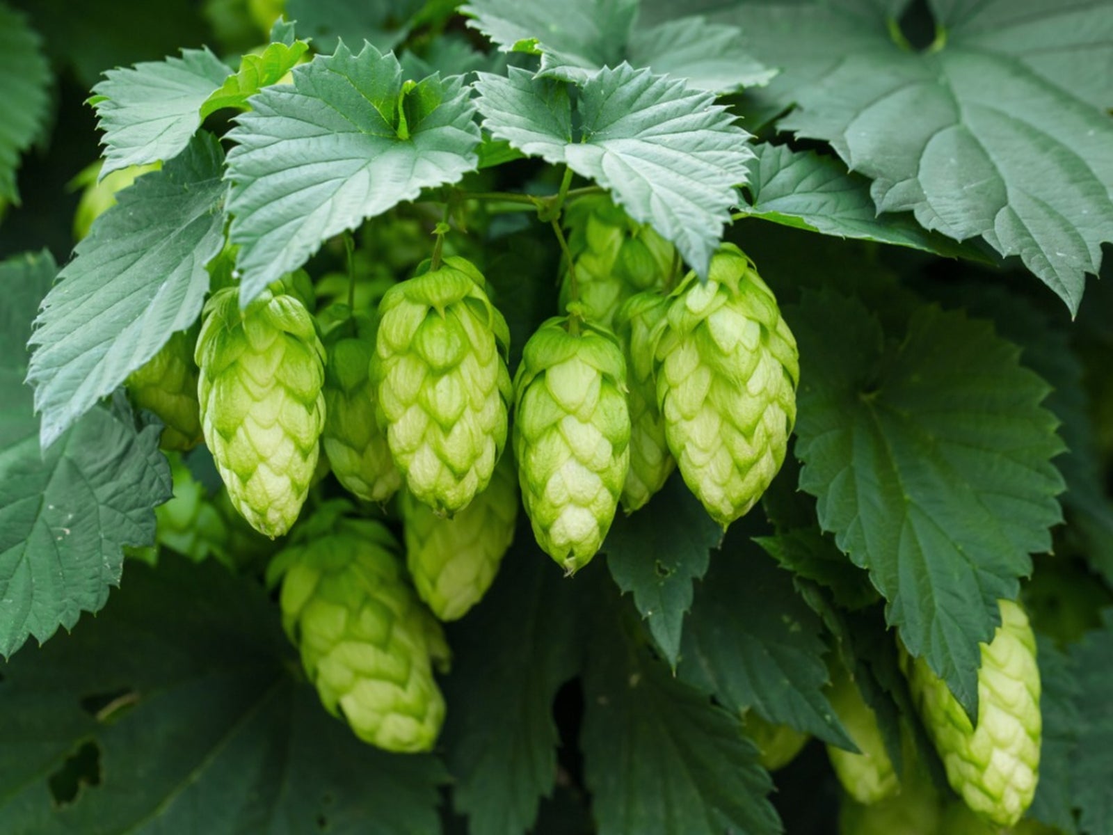 Hops