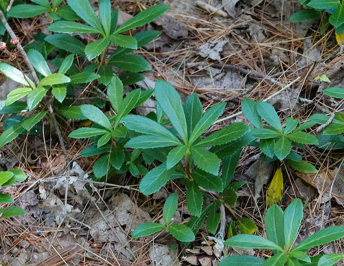 Pipsissewa 