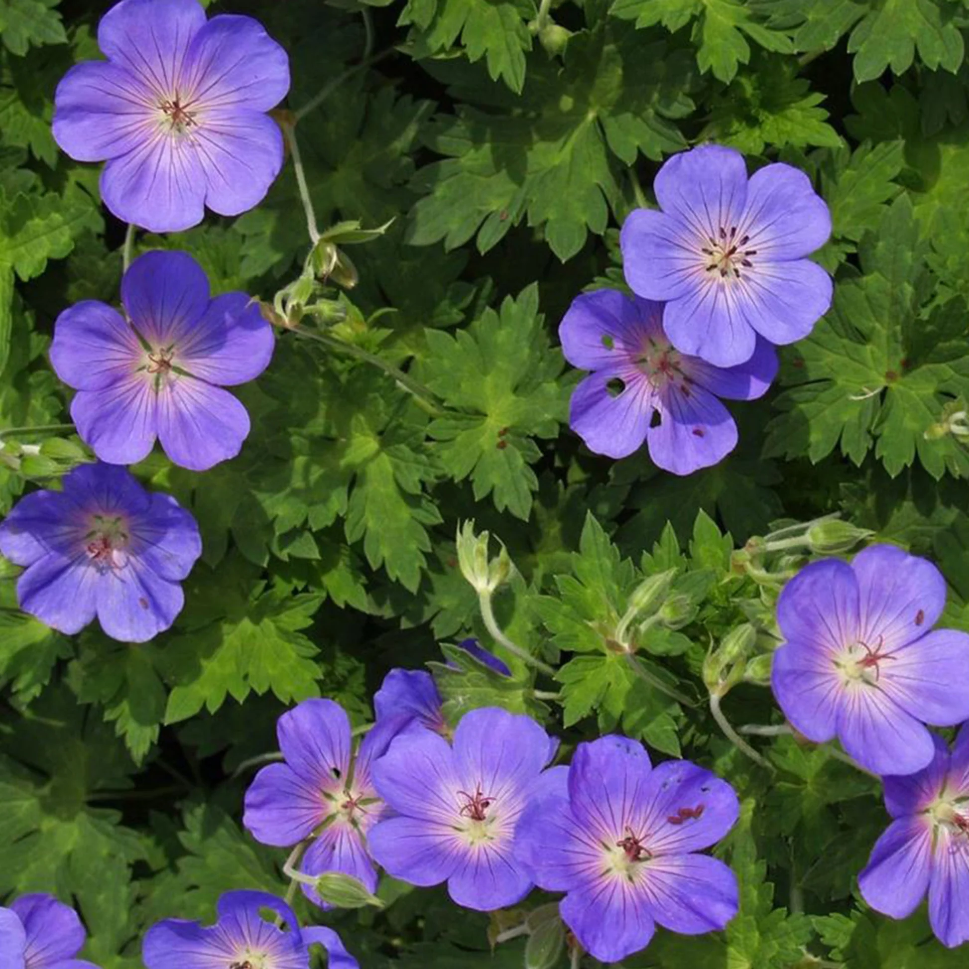 Cranesbill