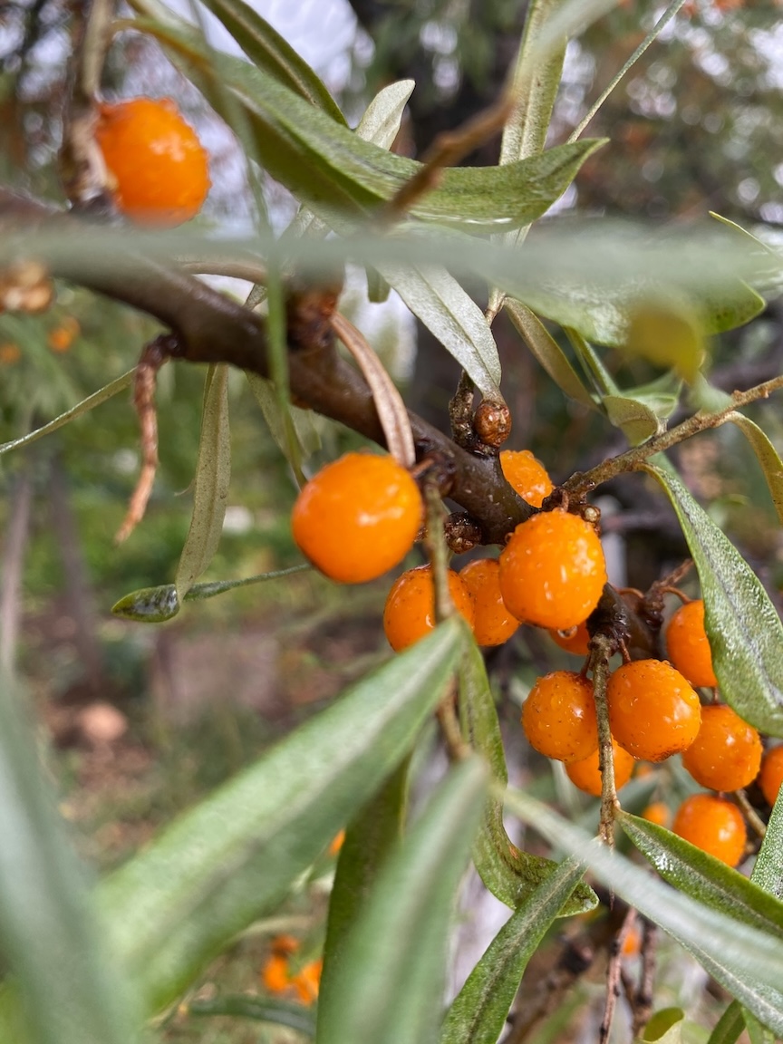 Sea buckthorn