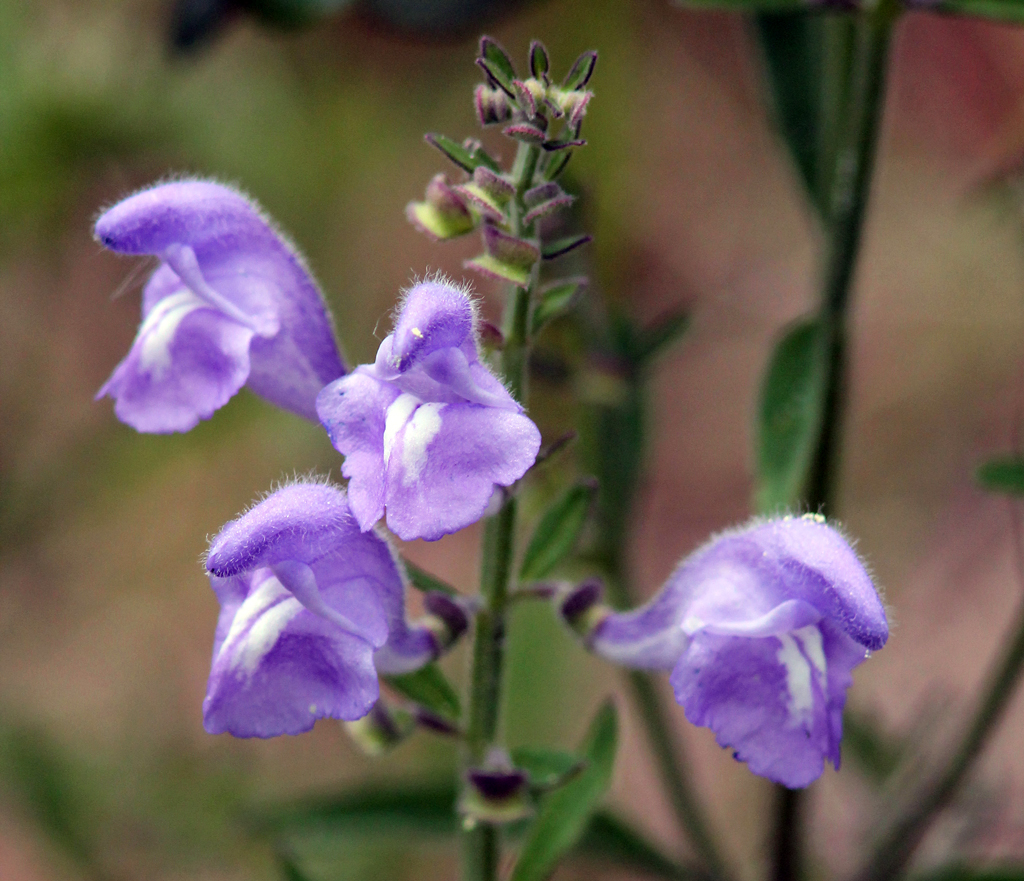 Skullcap
