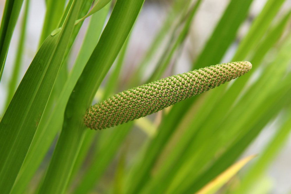 Calamus