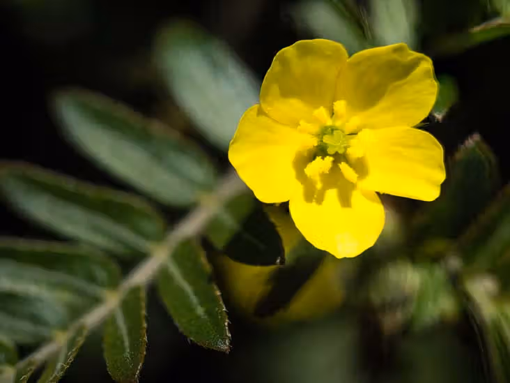 Tribulus
