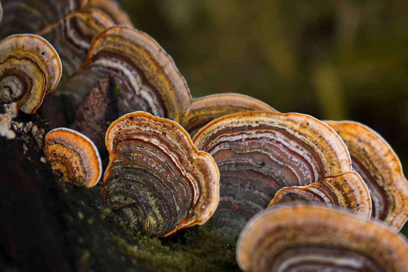 Turkey tail