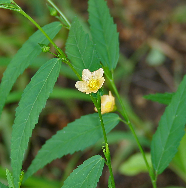 Wireweed