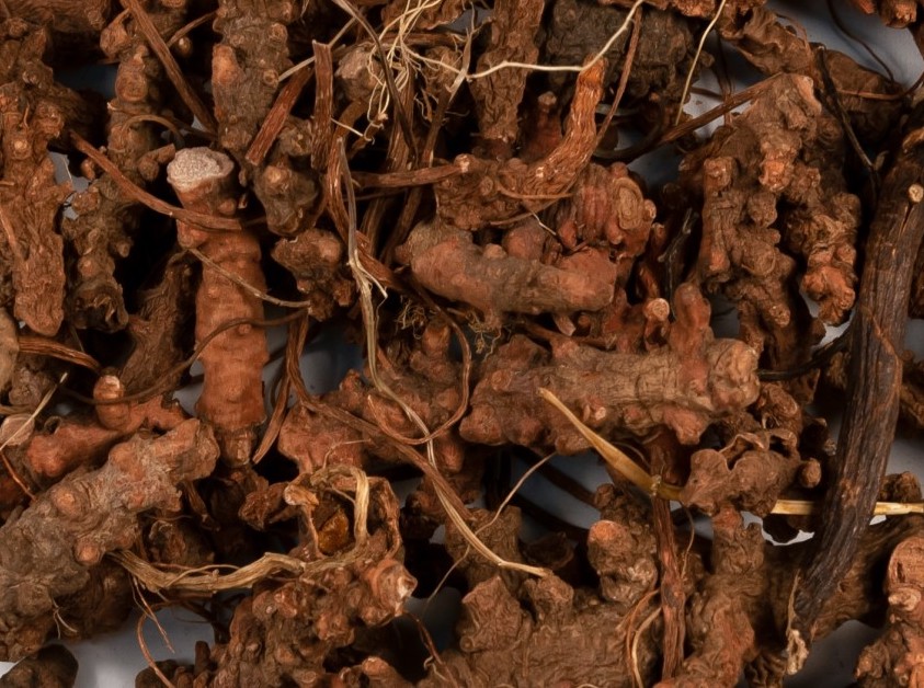 Cranesbill root