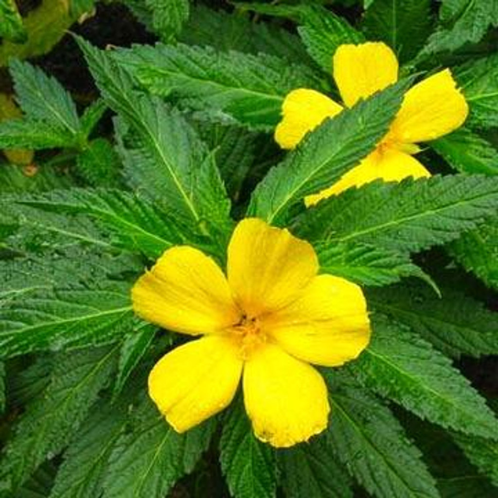 Damiana