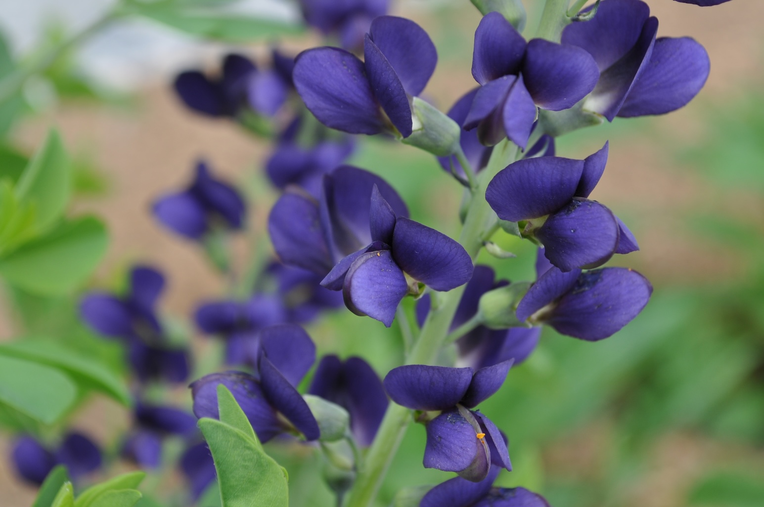 Wild indigo