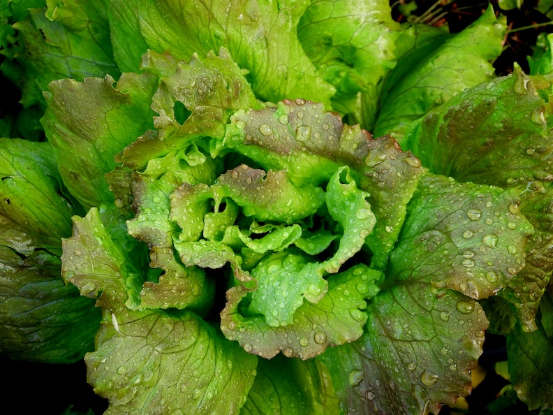 Wild lettuce