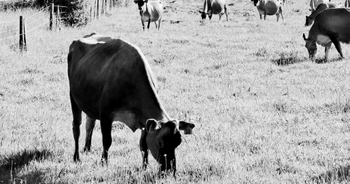 Dairy sector tells next government to provide certainty and let farmers produce