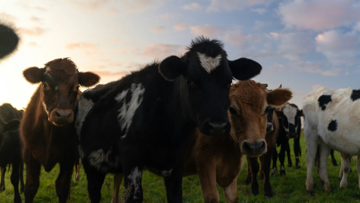 Labour ends 18-year pledge to price agricultural emissions