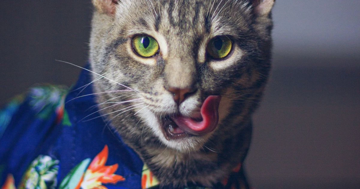 Bright cat collars cut the number of birds brought home by nearly two-thirds