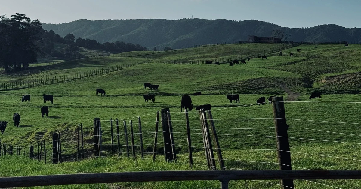 Carbon forestry making supermarket beef prices more expensive