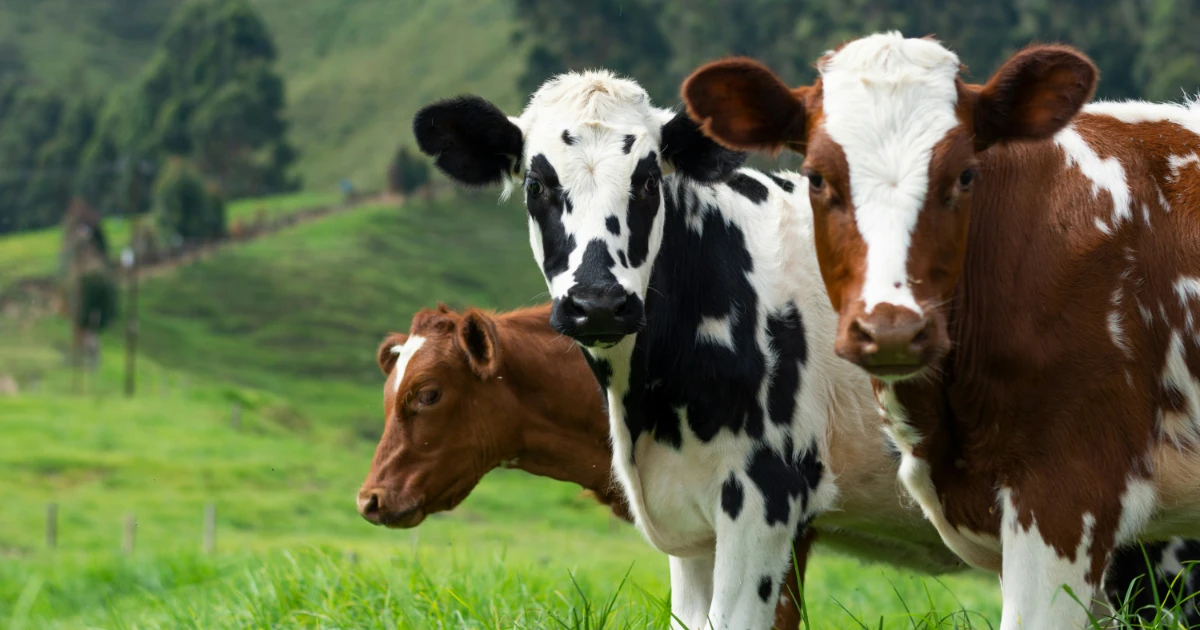 Dairy farmers face $10m environmental fines many may not know about