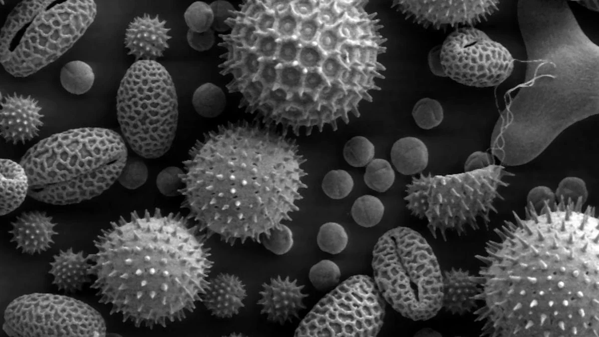 Why your allergies might get worse the more you're exposed