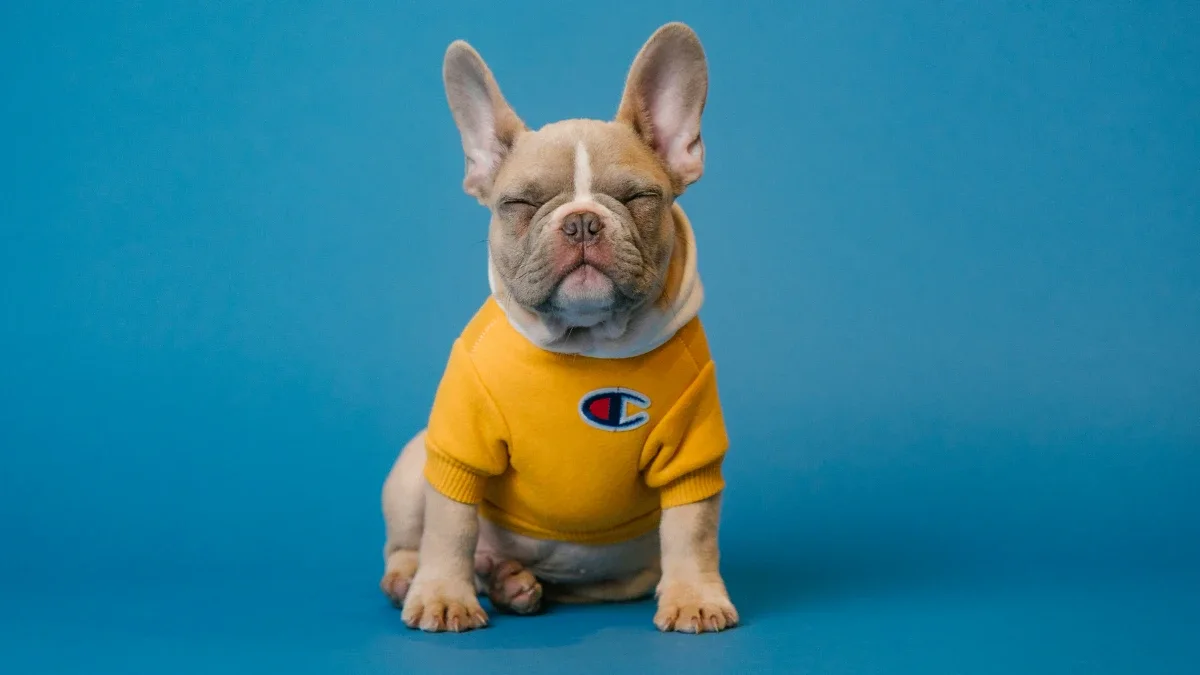 Auckland dog walkers face $80,000 consent bills and potential $10 million fines