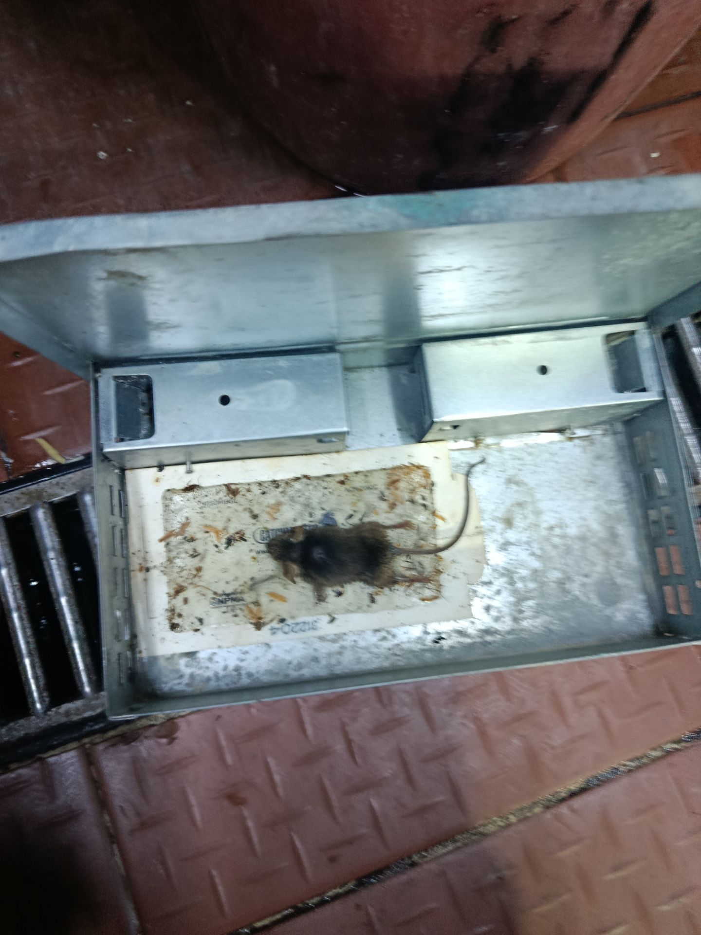 Gibbor control de plagas trabajo 4