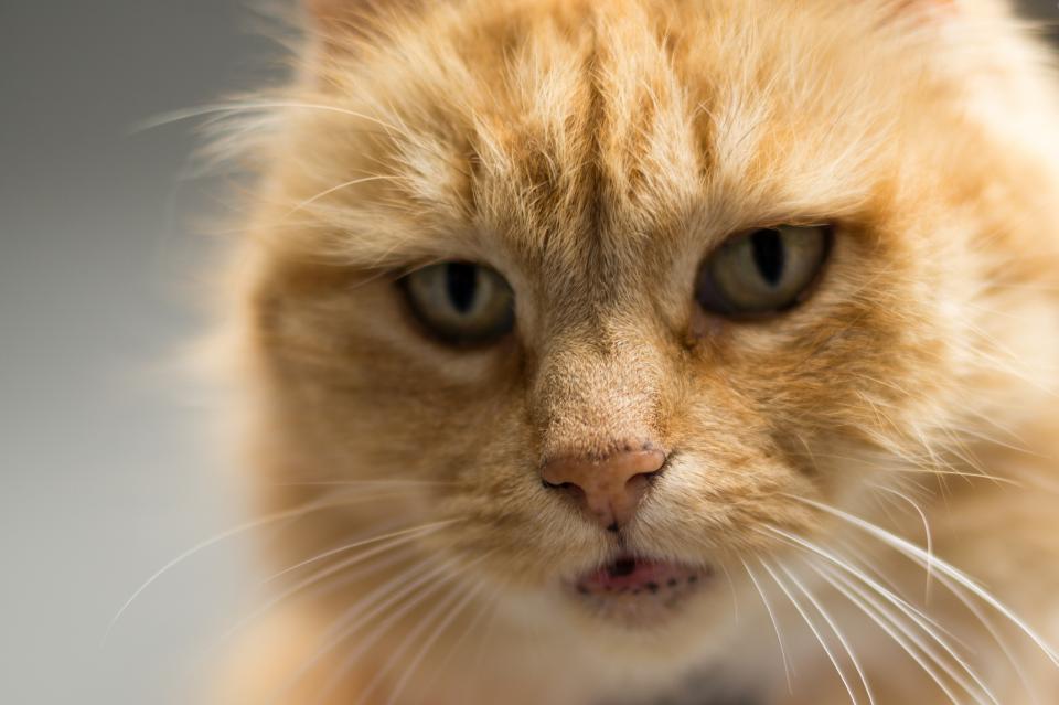 Cat Pet