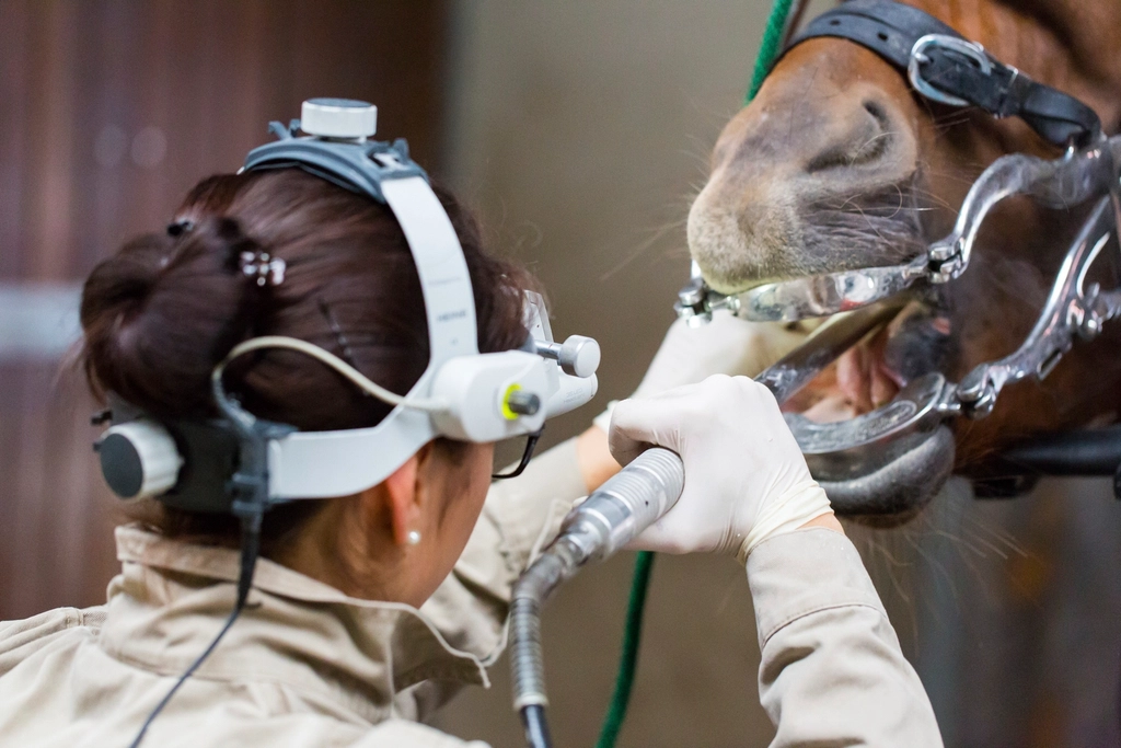 Dentist fixing horse teeth