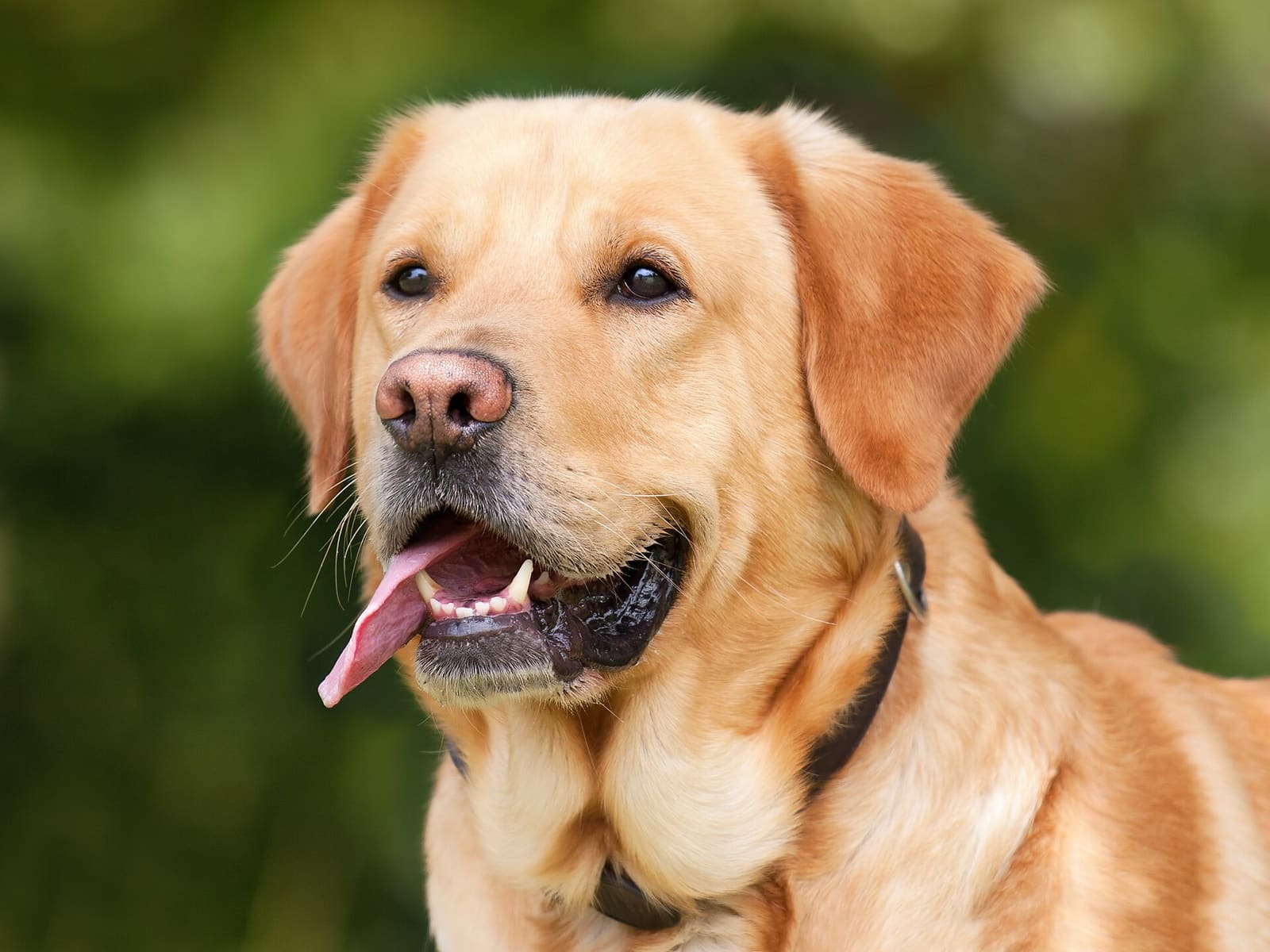 Happy, healthy yellow labrador