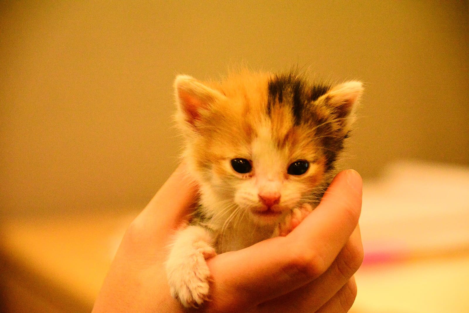 Tiny kitten held in a hand