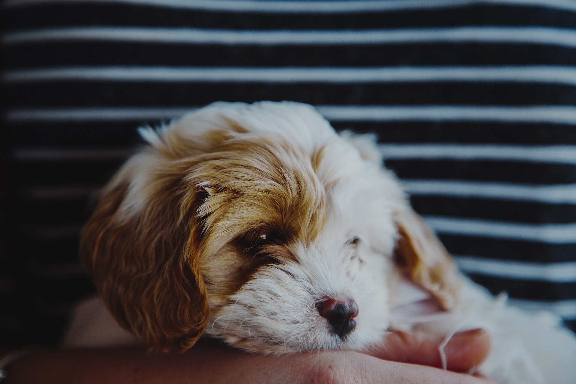 Brown and white puppy resting in someone's arms