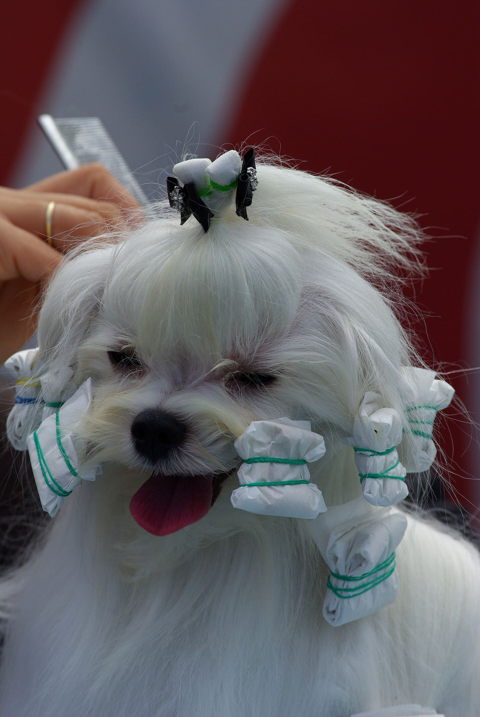 White Maltese being groomed